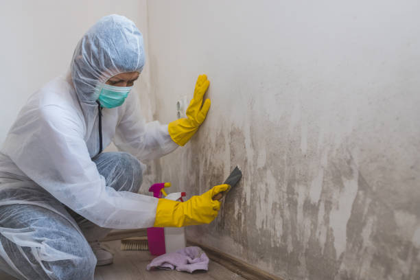 Professional Mold Remediation in Ozark, AR