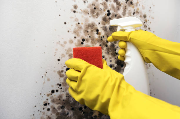 Best Residential Mold Remediation in Ozk, AR